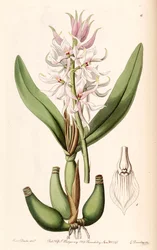 Prosthechea glumacea（syn。Epidendrum glumaceumとして）